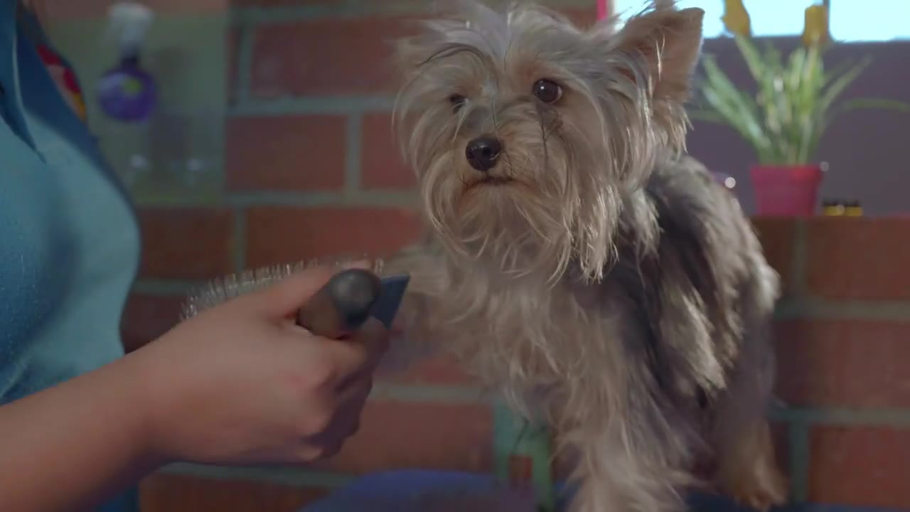 Professional dog grooming